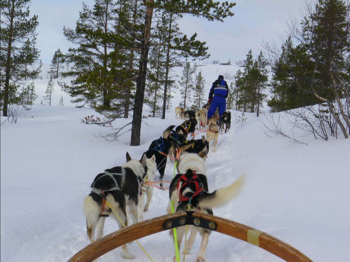 Dogs sledge18